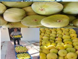 Mut'ta incir hasad� ba�lad� bah�ede 200 TL